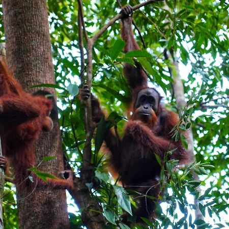 Sumatra Orangutan Discovery Villa Bukit Lawang Esterno foto