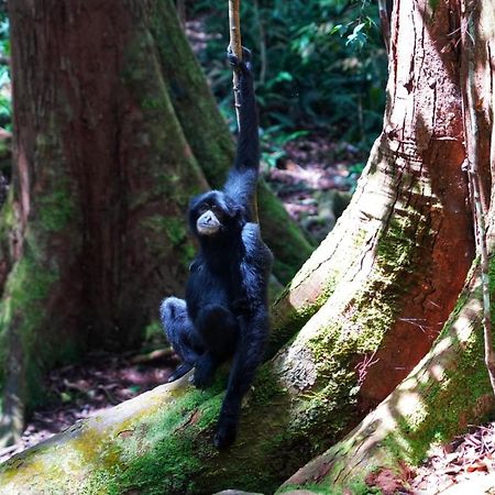 Sumatra Orangutan Discovery Villa Bukit Lawang Esterno foto