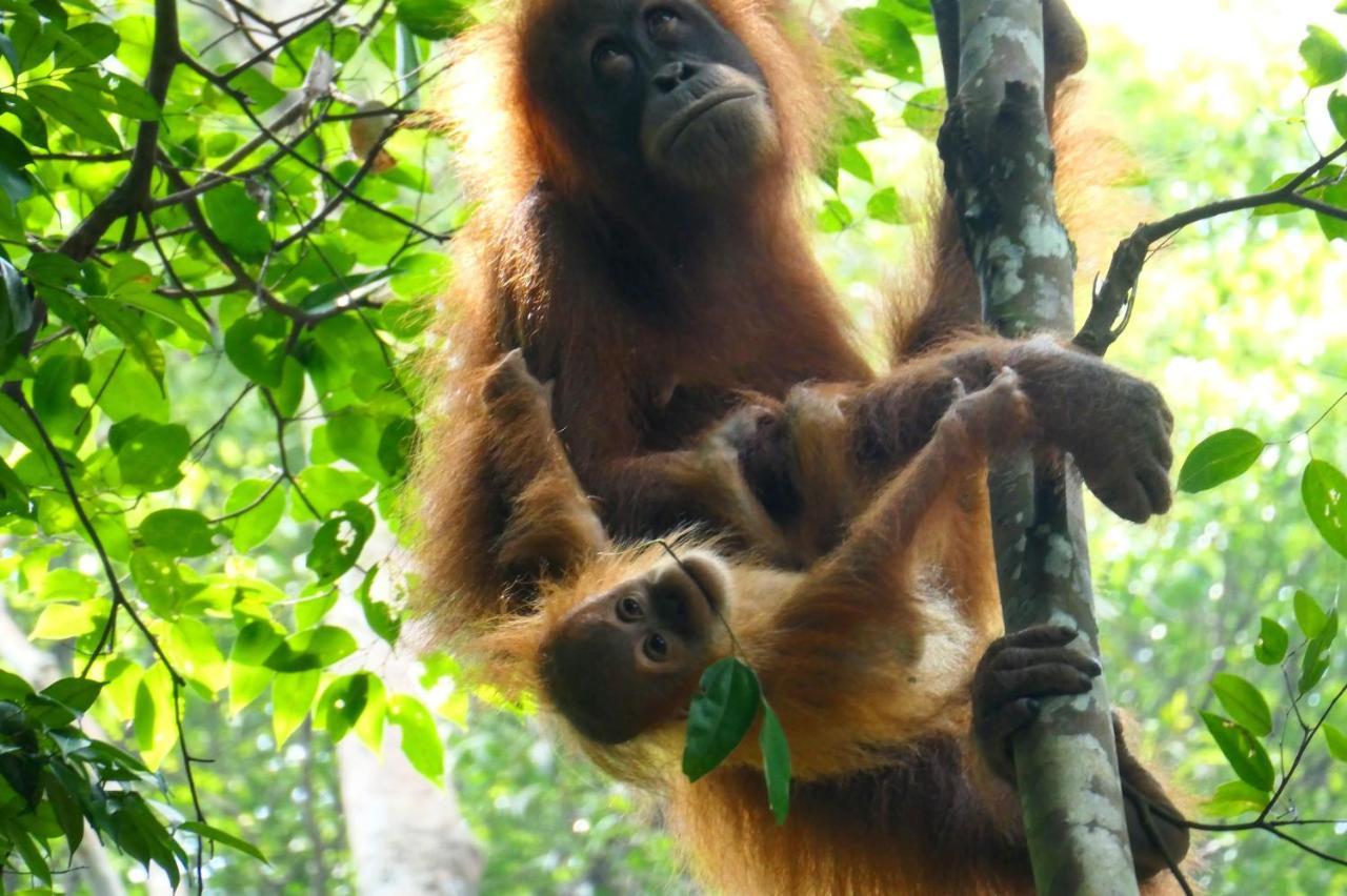 Sumatra Orangutan Discovery Villa Bukit Lawang Esterno foto