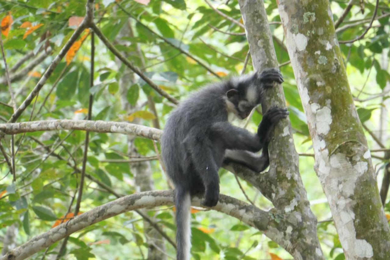 Sumatra Orangutan Discovery Villa Bukit Lawang Esterno foto