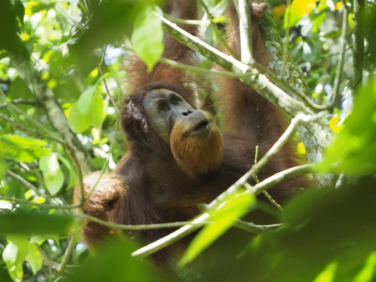 Sumatra Orangutan Discovery Villa Bukit Lawang Esterno foto