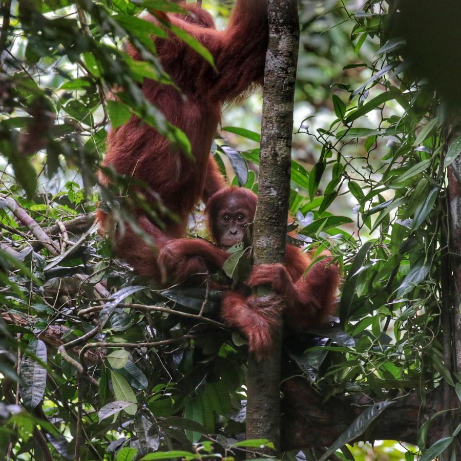 Sumatra Orangutan Discovery Villa Bukit Lawang Esterno foto