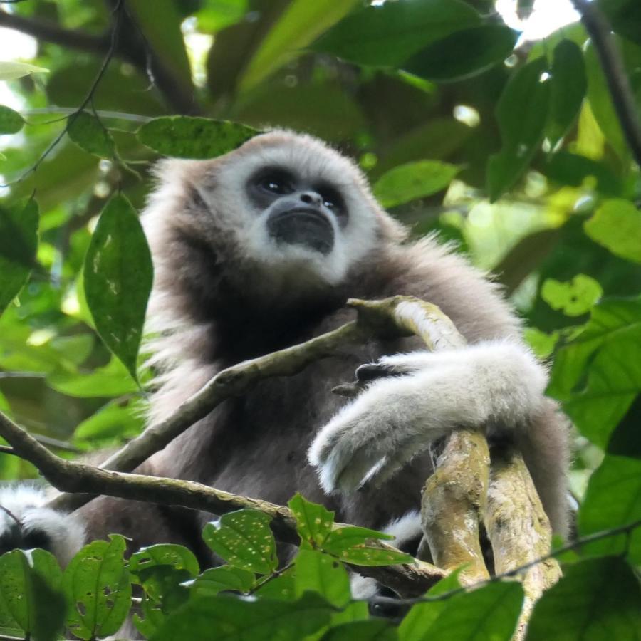 Sumatra Orangutan Discovery Villa Bukit Lawang Esterno foto