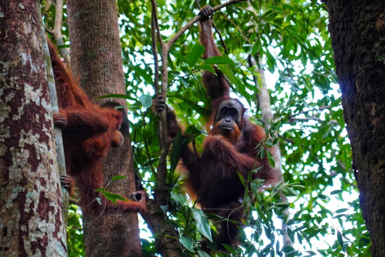 Sumatra Orangutan Discovery Villa Bukit Lawang Esterno foto