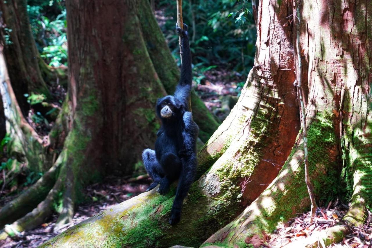 Sumatra Orangutan Discovery Villa Bukit Lawang Esterno foto